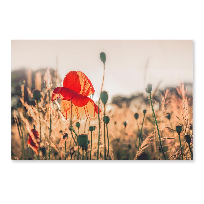 Poppy Plants in The Evening Light Acrylic Glass Print Tempered Glass Wall Art 100% Made in Australia Ready to Hang