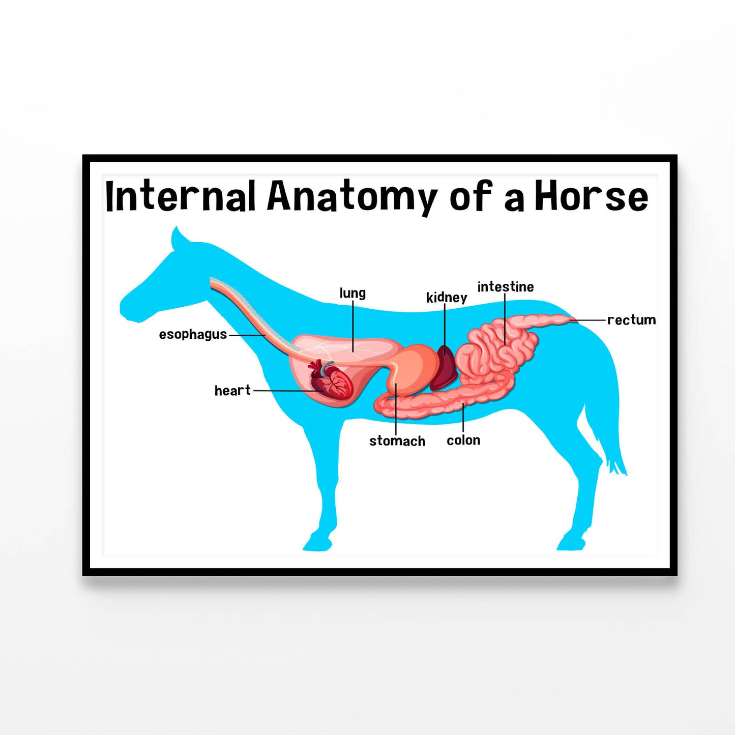 Internal Anatomy of a Horse Home Decor Premium Quality Poster Print Choose Your Sizes