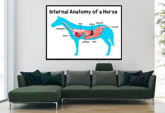 Internal Anatomy of a Horse Home Decor Premium Quality Poster Print Choose Your Sizes