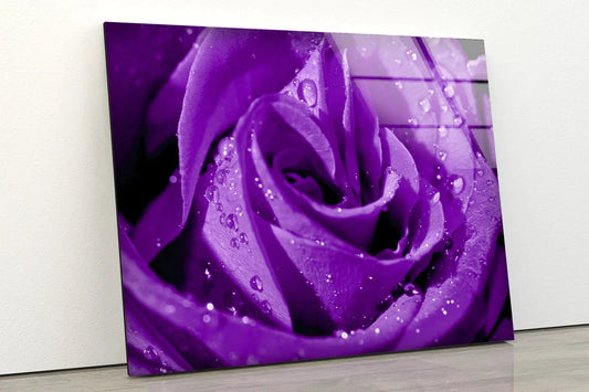 Droplet on Purple Rose UV Direct Aluminum Print Australian Made Quality