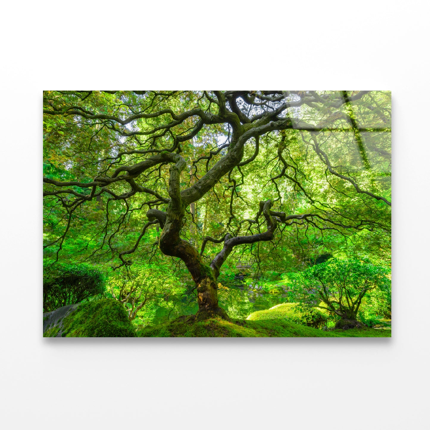 Japanese Maple Trees in Forest Acrylic Glass Print Tempered Glass Wall Art 100% Made in Australia Ready to Hang