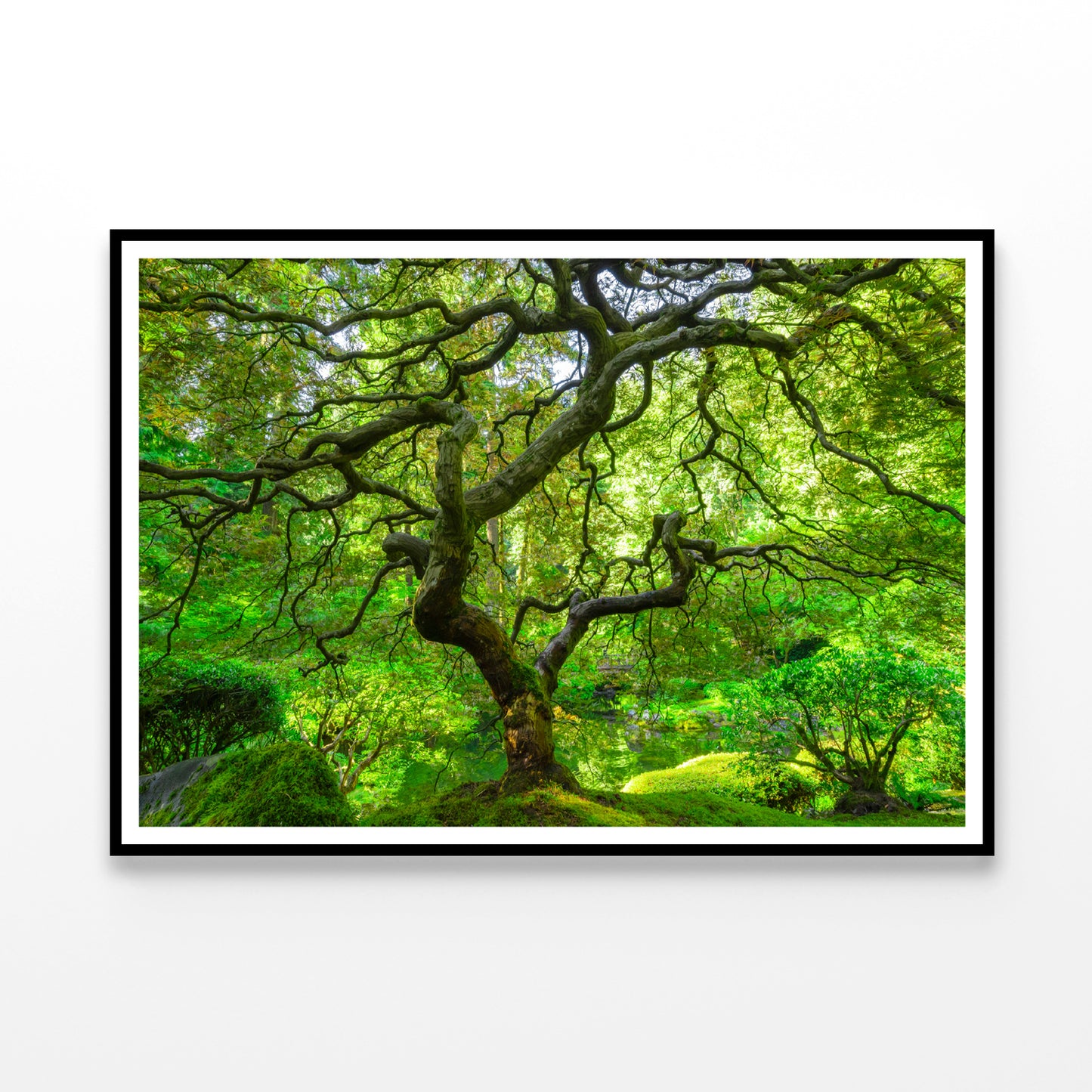 Japanese Maple Trees in Forest Home Decor Premium Quality Poster Print Choose Your Sizes - Bella Home Decor
