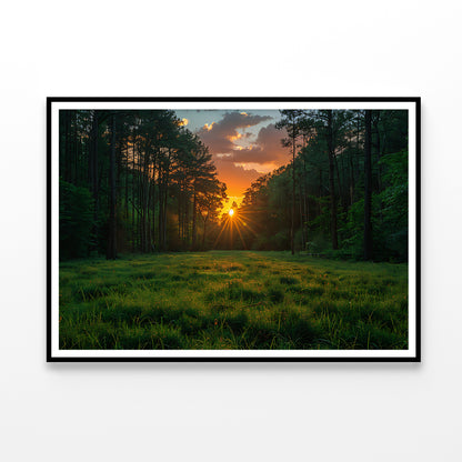 Sunrise in the Forest Home Decor Premium Quality Poster Print Choose Your Sizes