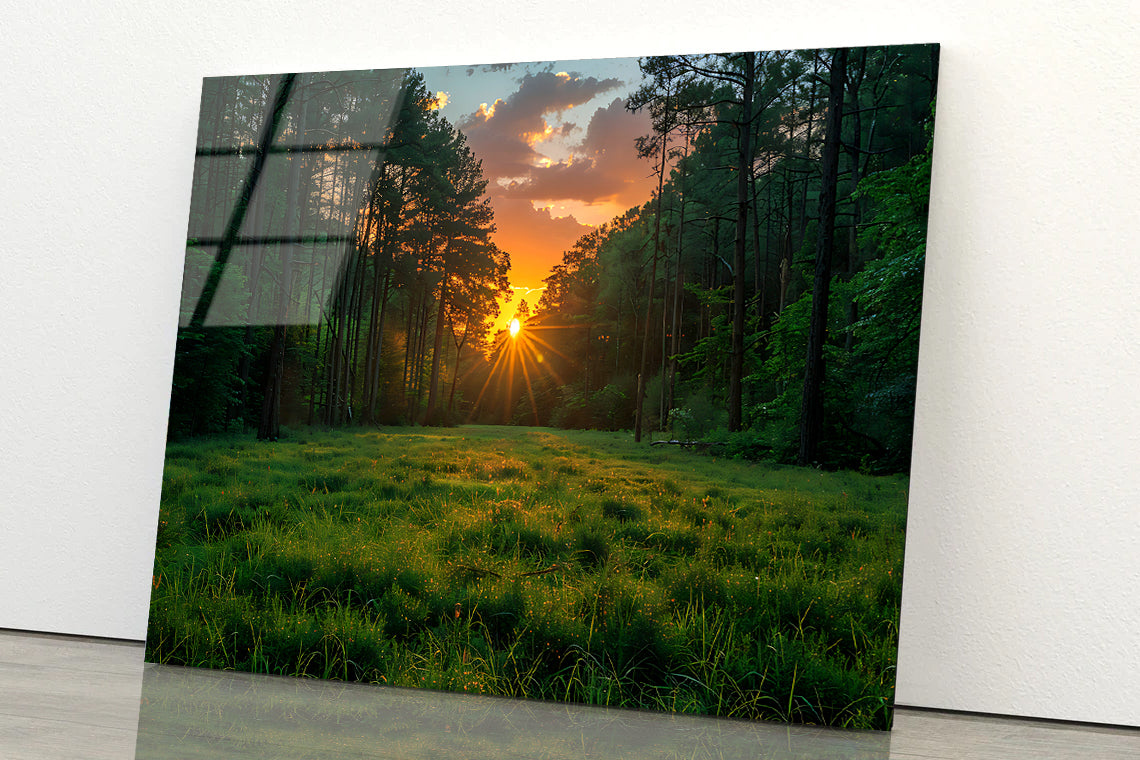 Sunrise in the Forest Acrylic Glass Print Tempered Glass Wall Art 100% Made in Australia Ready to Hang - Bella Home Decor