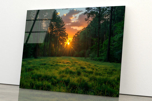 Sunrise in the Forest Acrylic Glass Print Tempered Glass Wall Art 100% Made in Australia Ready to Hang - Bella Home Decor