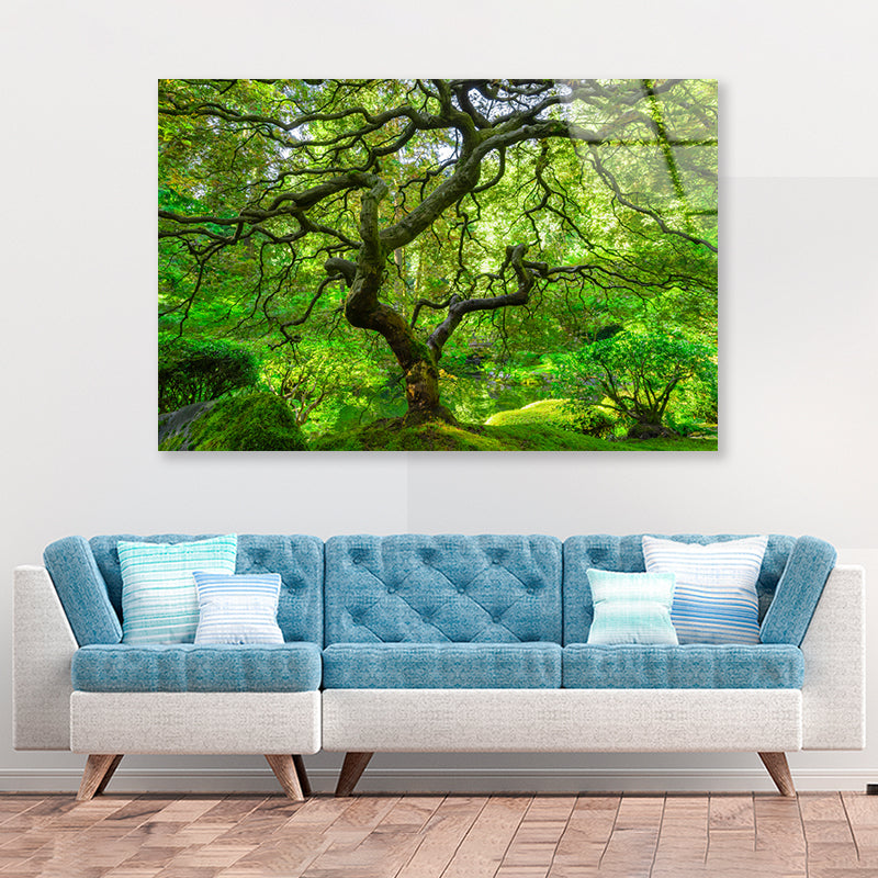 Japanese Maple Trees in Forest Acrylic Glass Print Tempered Glass Wall Art 100% Made in Australia Ready to Hang