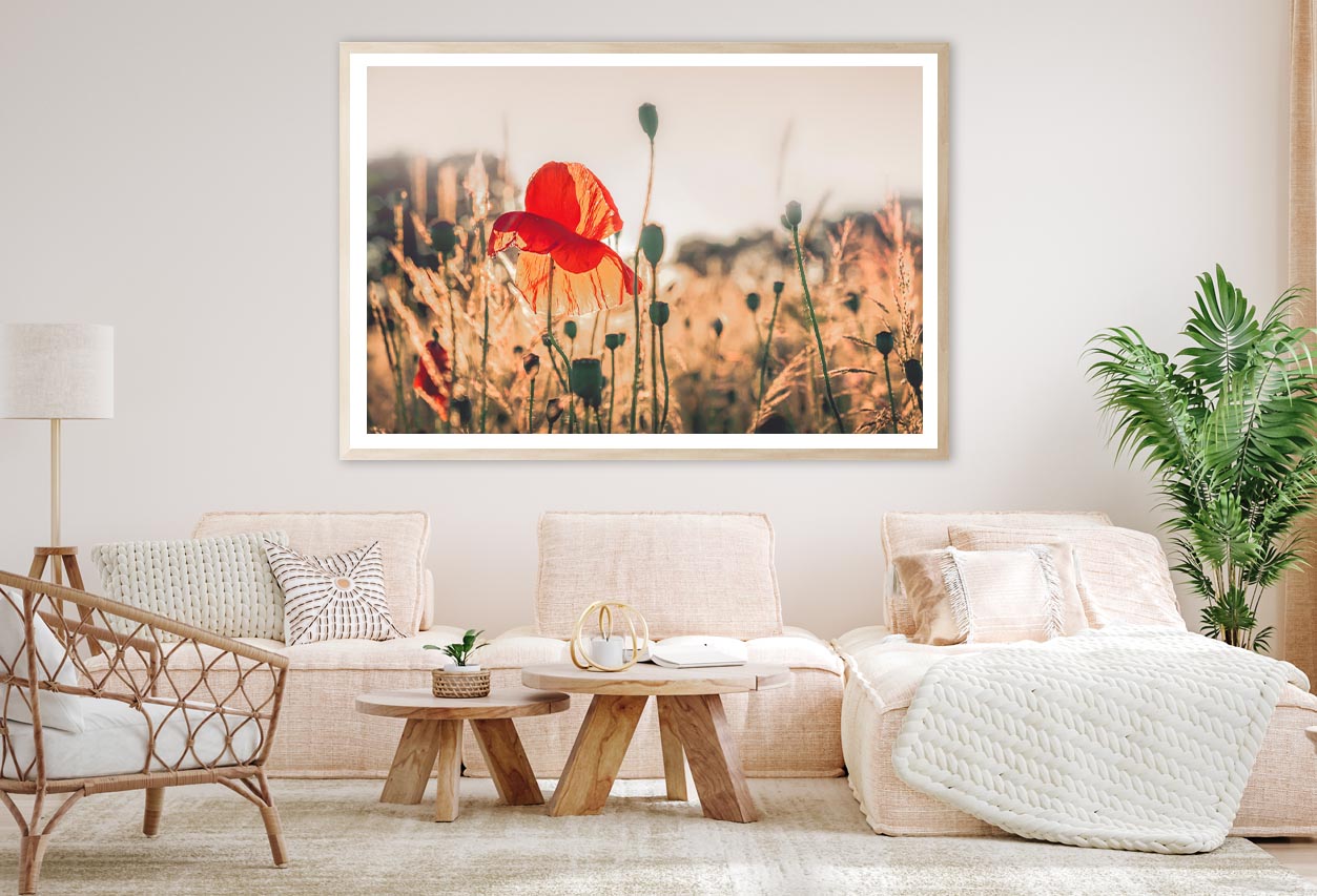 Poppy Plants in The Evening Light Home Decor Premium Quality Poster Print Choose Your Sizes