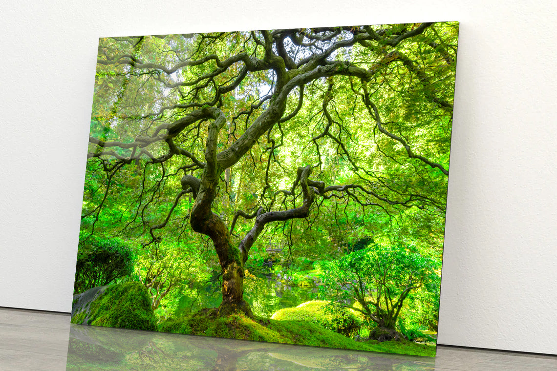 Japanese Maple Trees in Forest Acrylic Glass Print Tempered Glass Wall Art 100% Made in Australia Ready to Hang