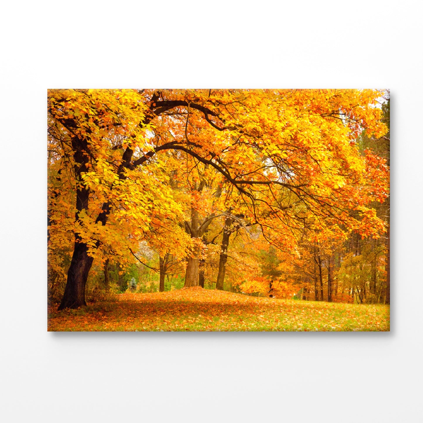 Bella Home Autumn Leaves In The Forest Print Canvas Ready to hang