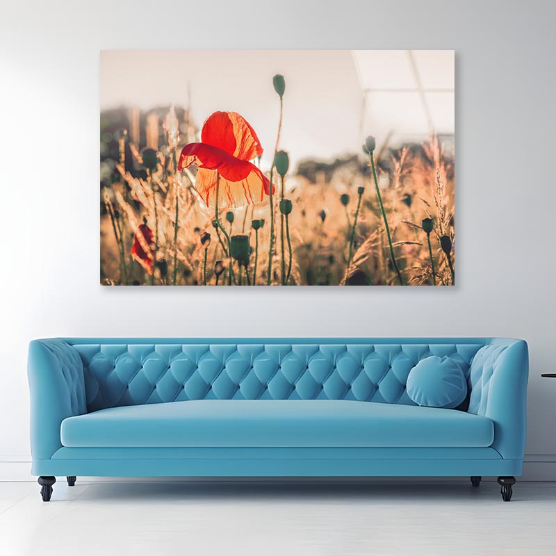 Poppy Plants in The Evening Light Acrylic Glass Print Tempered Glass Wall Art 100% Made in Australia Ready to Hang