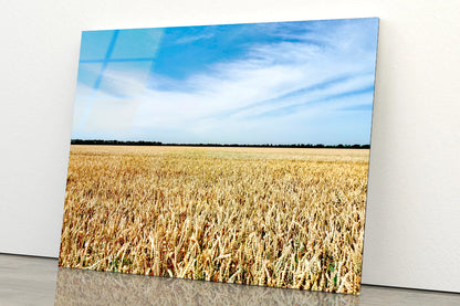 View of a Large Field Of Crops under a Blue Sky Acrylic Glass Print Tempered Glass Wall Art 100% Made in Australia Ready to Hang