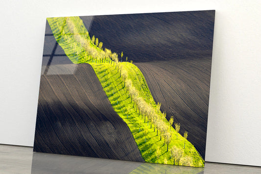Long Line of Trees Gracefully Standing In a Serene Field Acrylic Glass Print Tempered Glass Wall Art 100% Made in Australia Ready to Hang