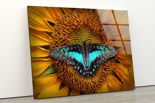 Butterfly on Sunflower UV Direct Aluminum Print Australian Made Quality