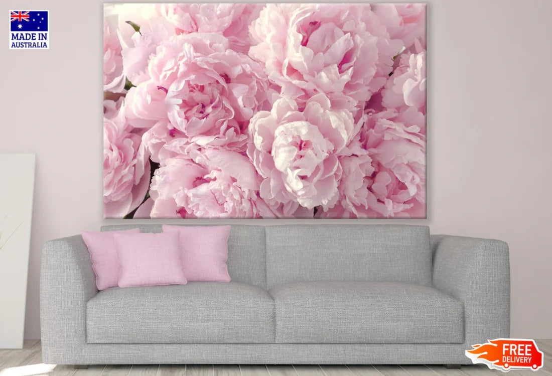 Pink Peonies Closeup Photograph 90x60cm Print 100% Australian Made