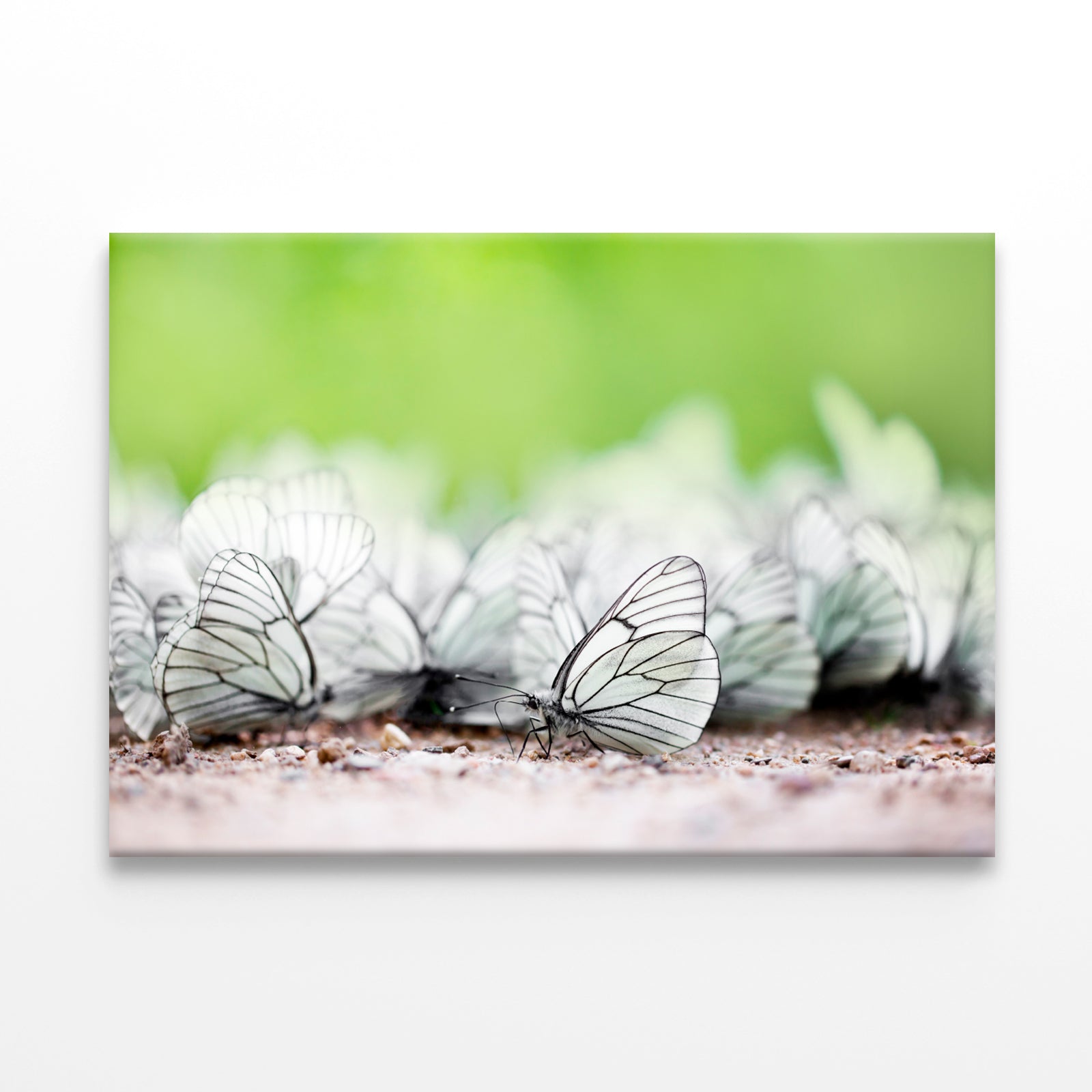 Butterfly High Resolution Unique Wall Art Decor 100% Australian Made - Bella Home Decor