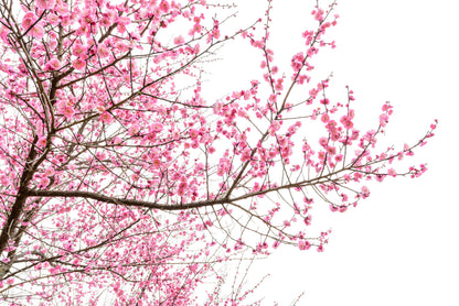 A Tree Full of Cherry Blossom Print 100% Australian Made - Bella Home Decor