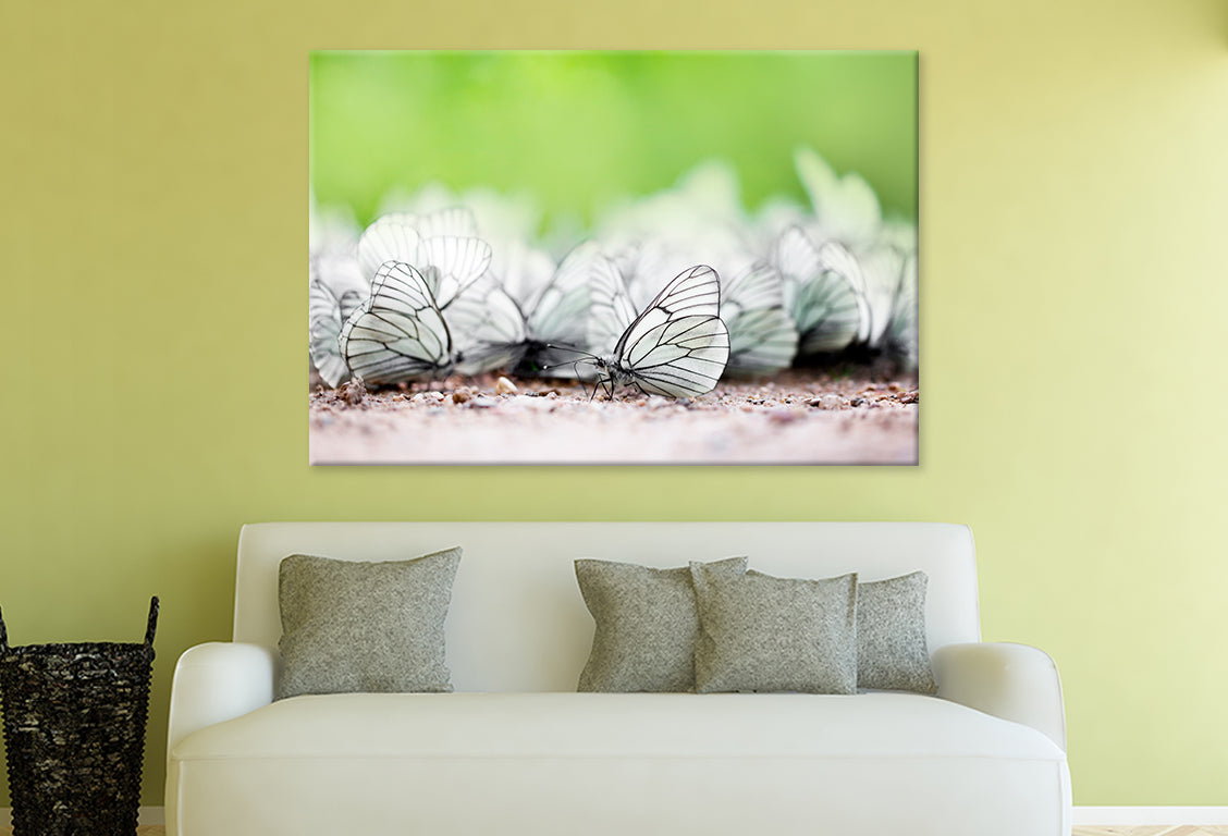Butterfly High Resolution Unique Wall Art Decor 100% Australian Made - Bella Home Decor
