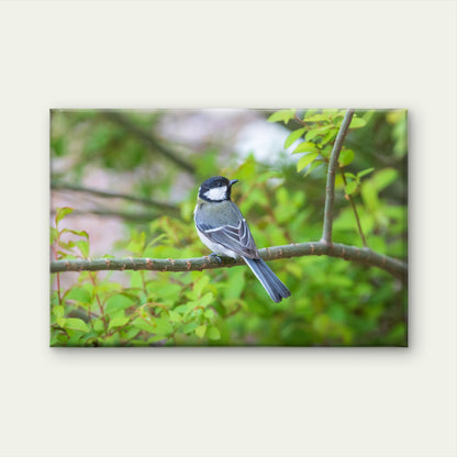 Charming Eastern Great Tit Bird  in nature, South Korea  Wall Art Decor 100% Australian Made