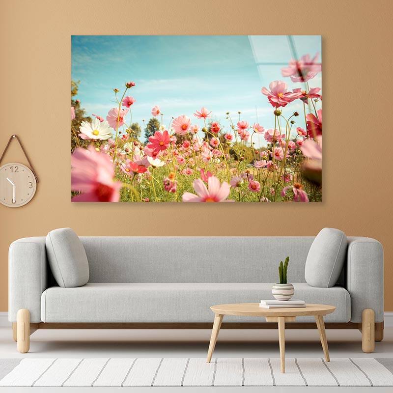 Cosmos Flower Blossom in Garden Acrylic Glass Print Tempered Glass Wall Art 100% Made in Australia Ready to Hang