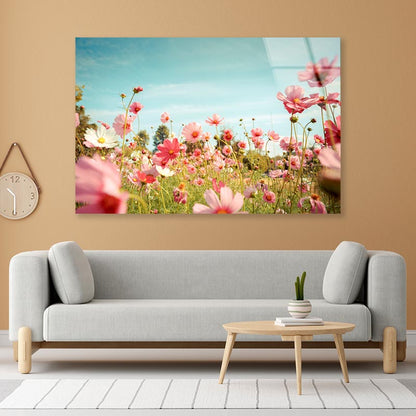 Cosmos Flower Blossom in Garden Acrylic Glass Print Tempered Glass Wall Art 100% Made in Australia Ready to Hang