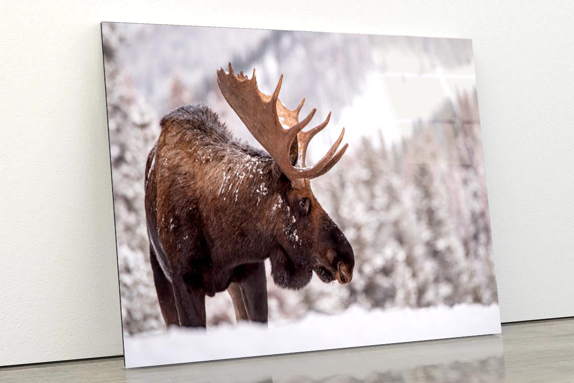 Bull Moose in Snow  Acrylic Glass Print Tempered Glass Wall Art 100% Made in Australia Ready to Hang