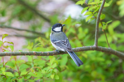 Charming Eastern Great Tit Bird  in nature, South Korea  Wall Art Decor 100% Australian Made