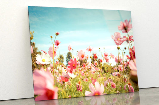 Cosmos Flower Blossom in Garden Acrylic Glass Print Tempered Glass Wall Art 100% Made in Australia Ready to Hang