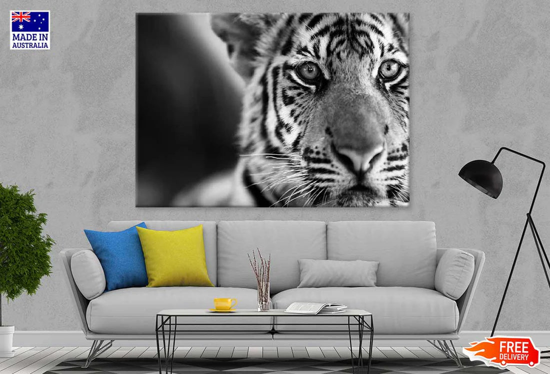 Tiger Face B&W Closeup Photograph 90x60cm Print 100% Australian Made