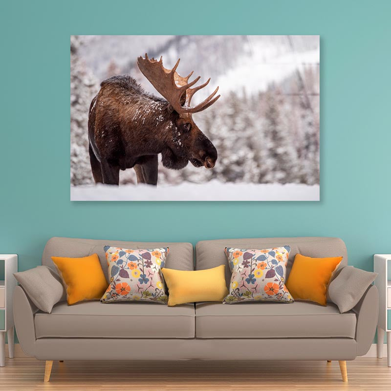 Bull Moose in Snow  Acrylic Glass Print Tempered Glass Wall Art 100% Made in Australia Ready to Hang