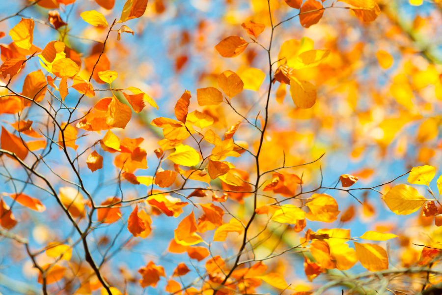 Golden Leaves on Branch Wall Art Decor 100% Australian Made