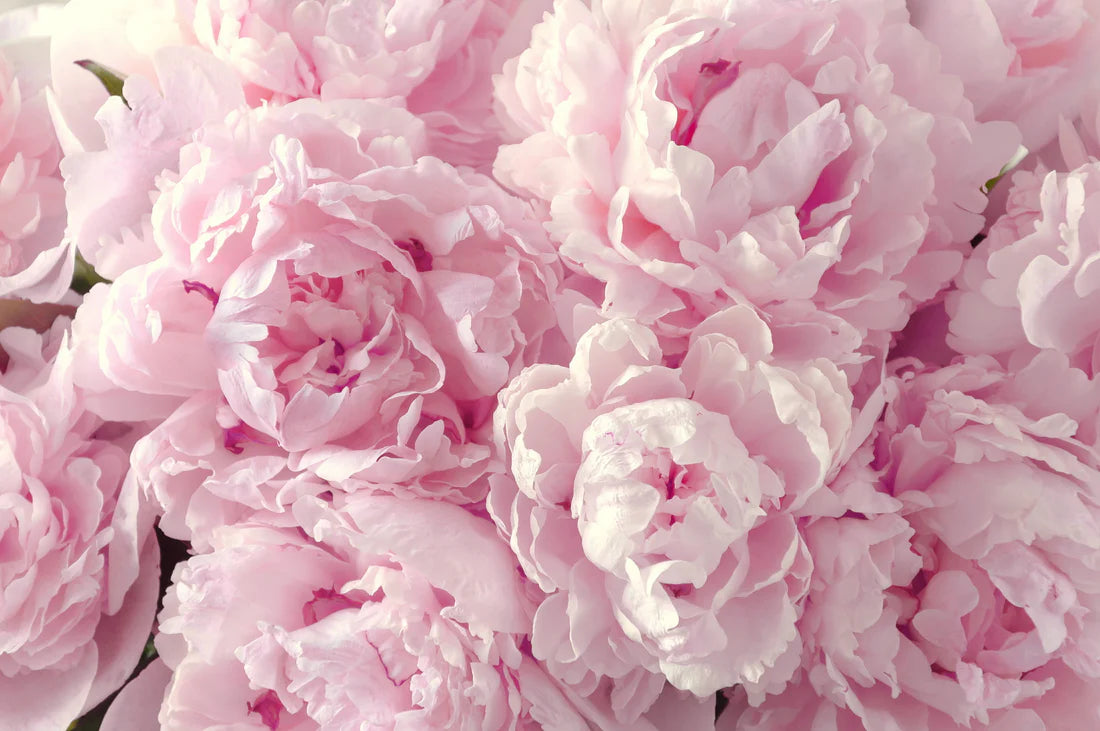 Pink Peonies Closeup Photograph 90x60cm Print 100% Australian Made