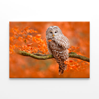 Autumn Owl on Branch, Norway Wall Art Decor 100% Australian Made