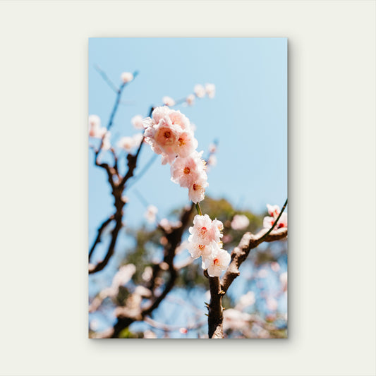 Spring Cherry Blossom Tree 40x60cm Metal Print Ready to Hang