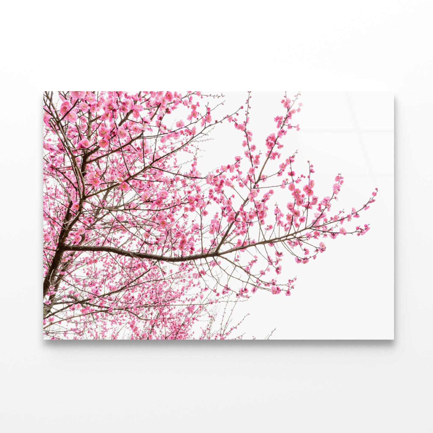 A Tree Full of Cherry Blossom Acrylic Glass Print Tempered Glass Wall Art 100% Made in Australia Ready to Hang - Bella Home Decor