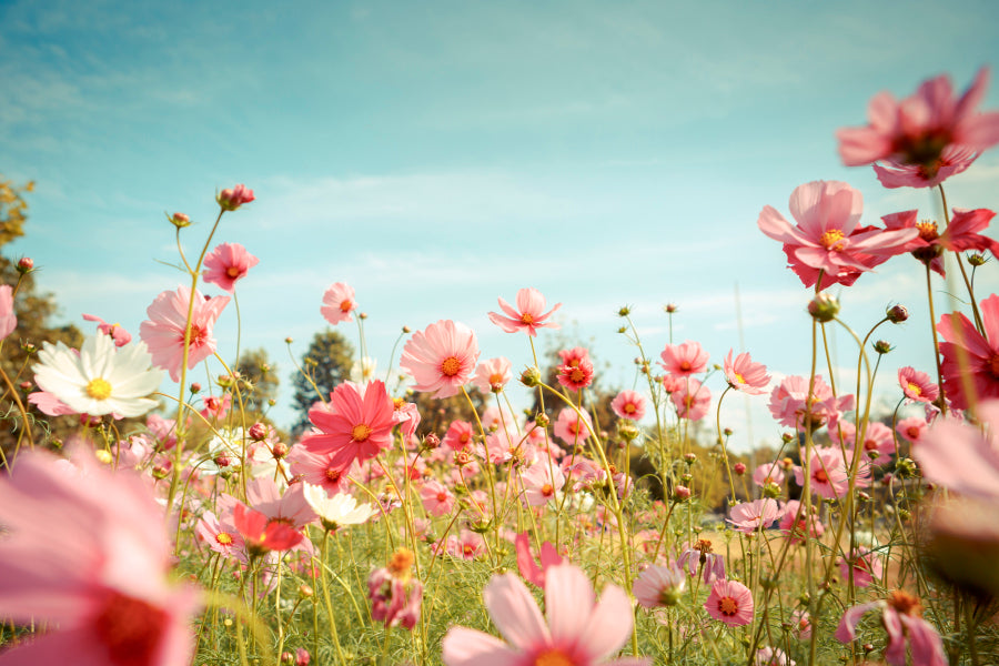 Cosmos Flower Blossom in Garden  Wall Art Decor 100% Australian Made