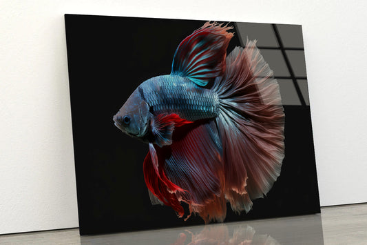 Colorful Fish Swimming In the Water Acrylic Glass Print Tempered Glass Wall Art 100% Made in Australia Ready to Hang - Bella Home Decor