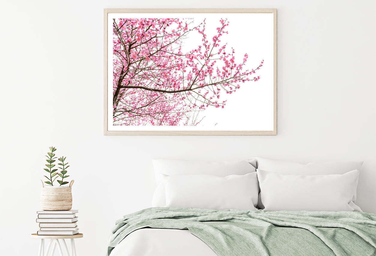 A Tree Full of Cherry Blossom Home Decor Premium Quality Poster Print Choose Your Sizes