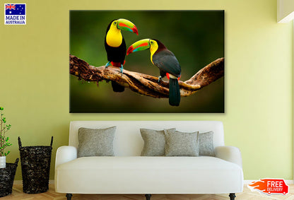 Toucan Sitting on The Branch in The Forest Wall Art Decor 100% Australian Made