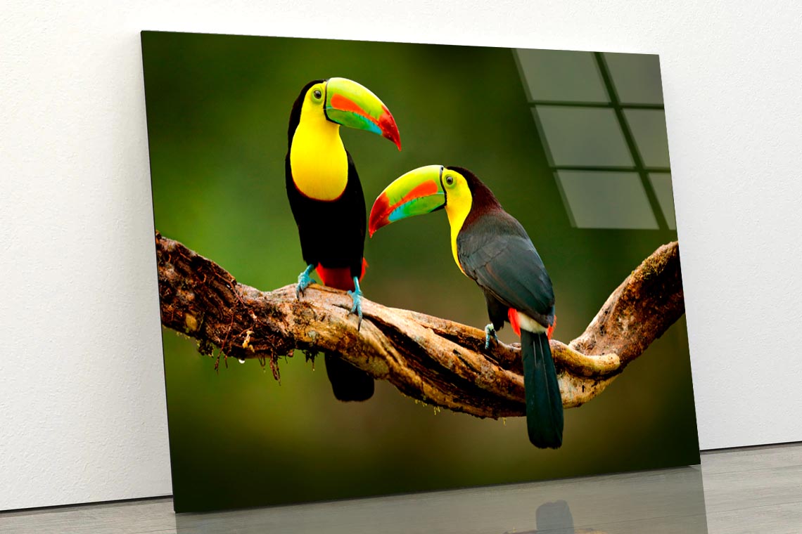 Toucan Sitting on The Branch in The Forest Acrylic Glass Print Tempered Glass Wall Art 100% Made in Australia Ready to Hang