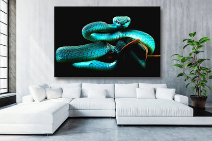 Blue Snake Acrylic Glass Print Tempered Glass Wall Art 100% Made in Australia Ready to Hang