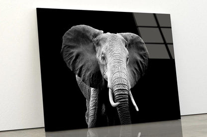 Black And White Photo of An Elephant Acrylic Glass Print Tempered Glass Wall Art 100% Made in Australia Ready to Hang