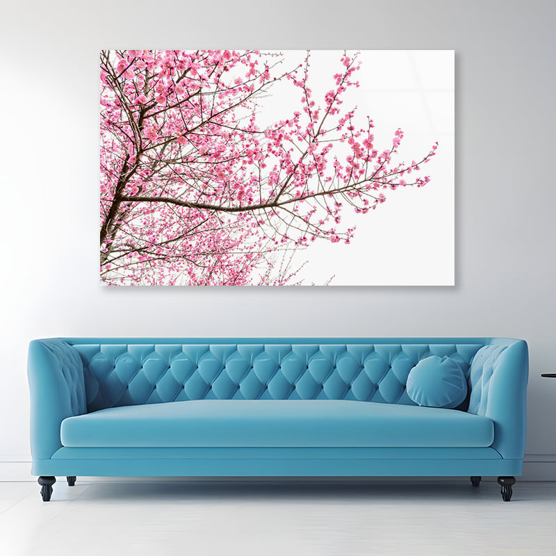 A Tree Full of Cherry Blossom Acrylic Glass Print Tempered Glass Wall Art 100% Made in Australia Ready to Hang - Bella Home Decor