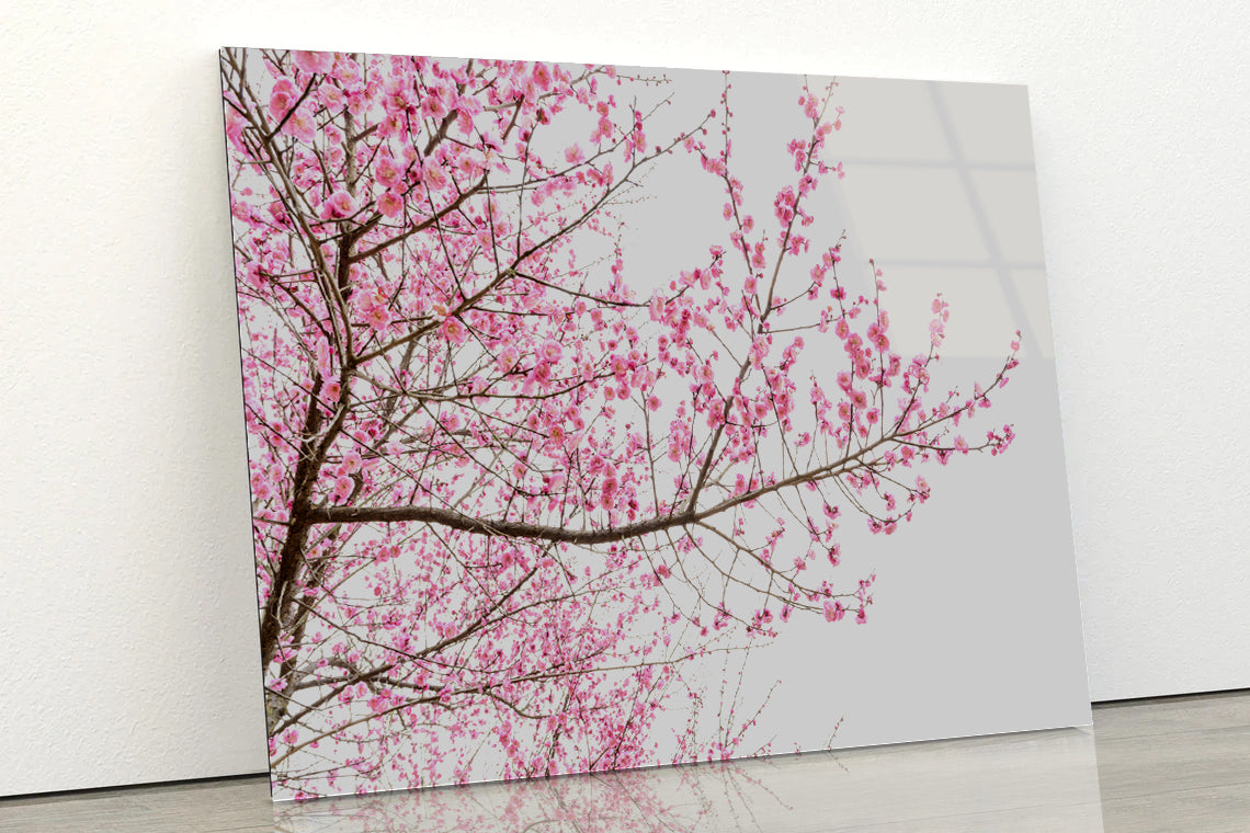 A Tree Full of Cherry Blossom Acrylic Glass Print Tempered Glass Wall Art 100% Made in Australia Ready to Hang - Bella Home Decor