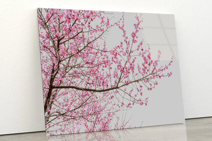 A Tree Full of Cherry Blossom Acrylic Glass Print Tempered Glass Wall Art 100% Made in Australia Ready to Hang - Bella Home Decor