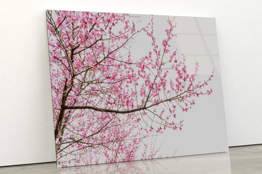 A Tree Full of Cherry Blossom Acrylic Glass Print Tempered Glass Wall Art 100% Made in Australia Ready to Hang - Bella Home Decor