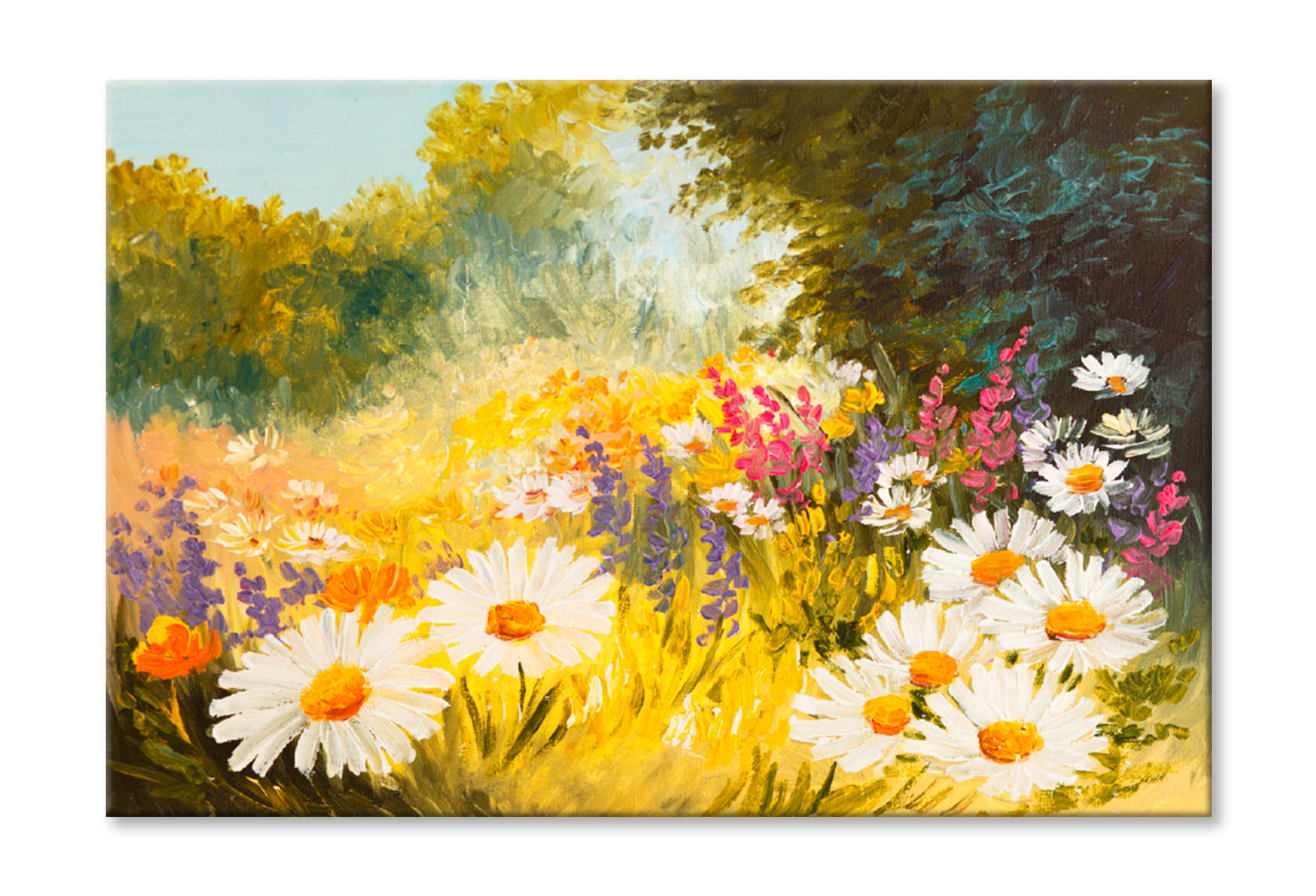 Field Of Daisies Oil Painting Limited Edition High Quality Print Stretched Canvas None