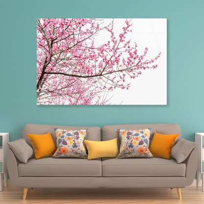 A Tree Full of Cherry Blossom Acrylic Glass Print Tempered Glass Wall Art 100% Made in Australia Ready to Hang - Bella Home Decor