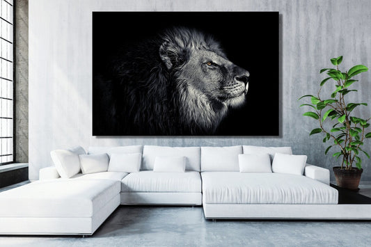 Lion Black & White Acrylic Glass Print Tempered Glass Wall Art 100% Made in Australia Ready to Hang