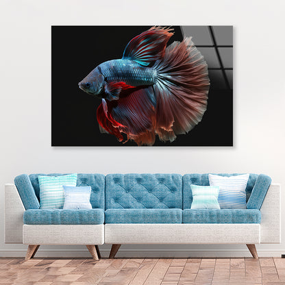 Colorful Fish Swimming In the Water Acrylic Glass Print Tempered Glass Wall Art 100% Made in Australia Ready to Hang - Bella Home Decor