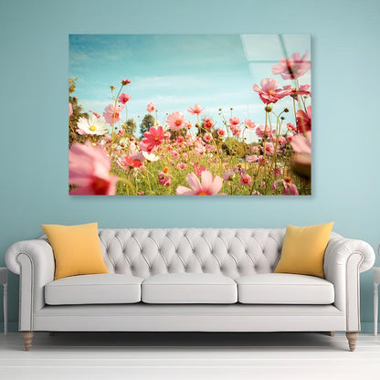 Cosmos Flower Blossom in Garden Acrylic Glass Print Tempered Glass Wall Art 100% Made in Australia Ready to Hang